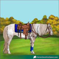 Horse Color:White Spotted Chestnut Ice