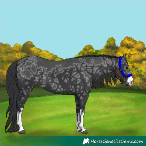 Horse Color:White Spotted Black Ice 