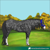 Horse Color:White Spotted Black Ice 