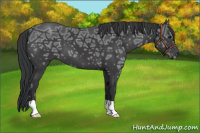Horse Color:Black Ice 