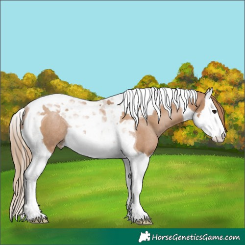 Horse Color:Black Pearl Splash Tobiano Rabicano 