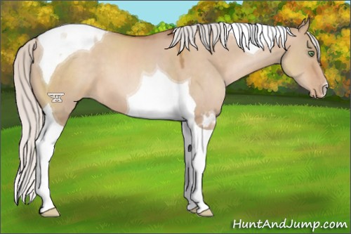 Horse Color:Silver Brown Pearl Dun Tobiano 
