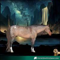 Horse Color:Brown Dun Appaloosa 