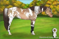Horse Color:White Spotted Bay Dun Appaloosa 