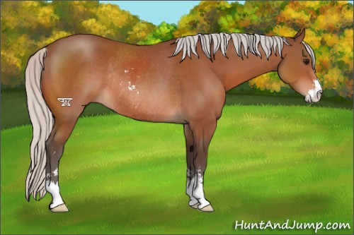 Horse Color:Silver Bay Sabino Rabicano 