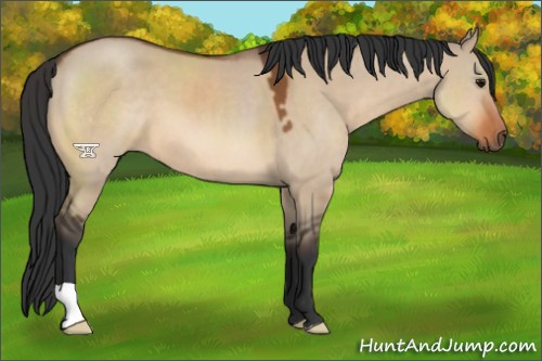 Horse Color:Bay Dun