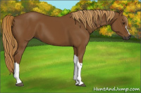 Horse Color:Gray Chestnut 