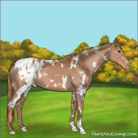 Horse Color:White Spotted Chestnut Appaloosa 