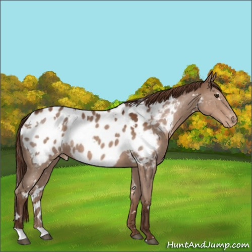 Horse Color:White Spotted Liver Chestnut Appaloosa 