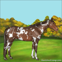 Horse Color:White Spotted Liver Chestnut Appaloosa