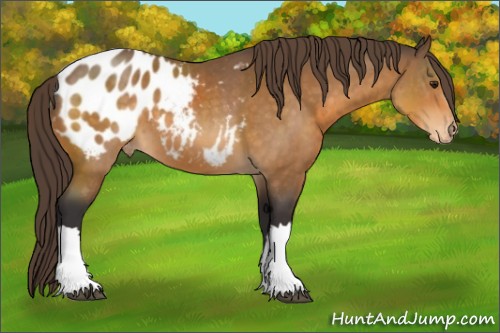 Horse Color:Buckskin Appaloosa 