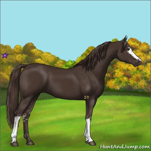 Horse Color:White Spotted Liver Chestnut