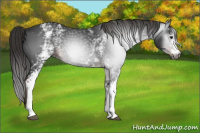Horse Color:Gray White Spotted Liver Chestnut 