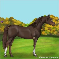 Horse Color:White Spotted Liver Chestnut 