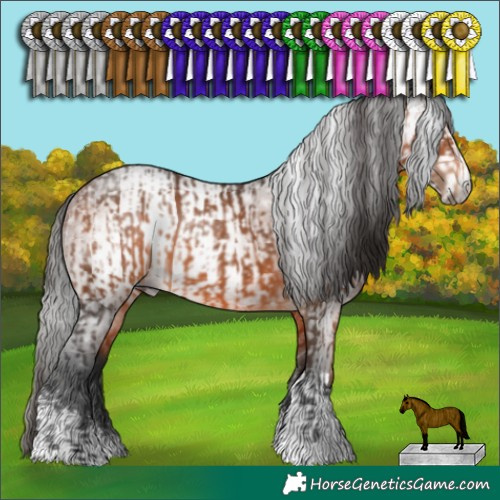 Horse Color:Bay  and Gray Bay Sabino 