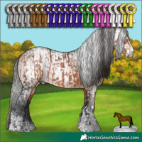 Horse Color:Bay and Gray Bay Sabino