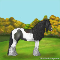 Horse Color:Black Tobiano 