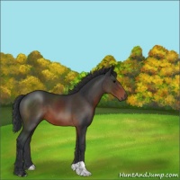 Horse Color:Brown 