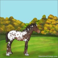 Horse Color:White Spotted Liver Chestnut Appaloosa 