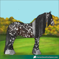 Horse Color:Brown Appaloosa