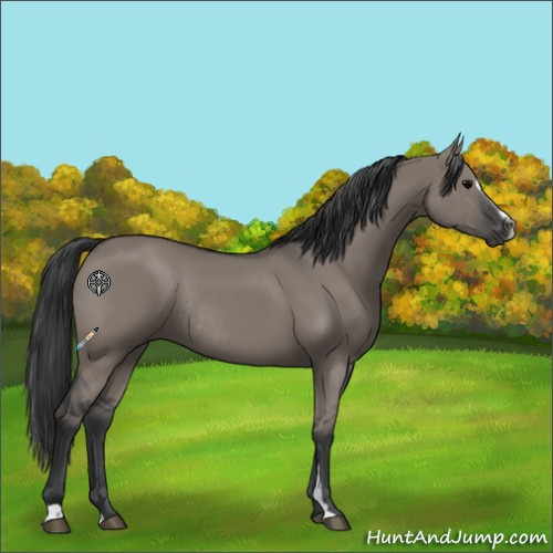 Horse Color:Grullo Sabino Rabicano 