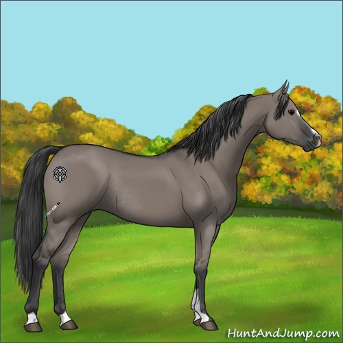 Horse Color:Grullo Sabino Rabicano 