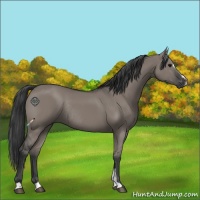 Horse Color:Grullo Sabino Rabicano 