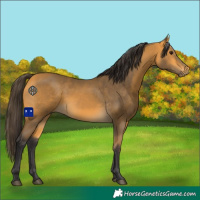 Horse Color:Buckskin 