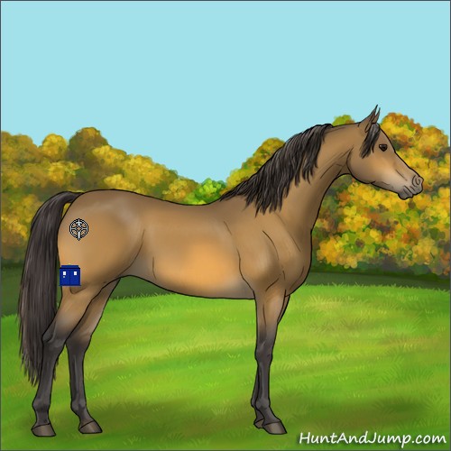 Horse Color:Buckskin 