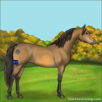 Horse Color:Buckskin 