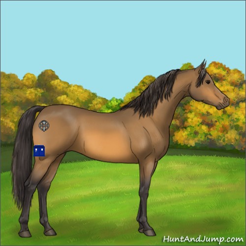 Horse Color:Buckskin 