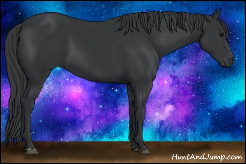 Horse Color:Black 