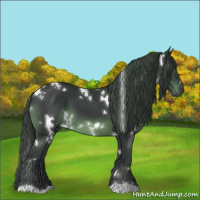 Horse Color:White Spotted Black