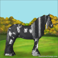 Horse Color:White Spotted Black 