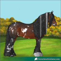 Horse Color:White Spotted Brown 