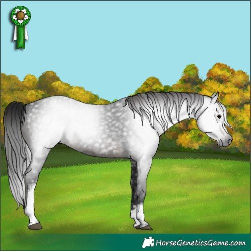 Horse Color:Gray White Spotted Brown 