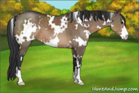 Horse Color:White Spotted Brown Dun Sabino 