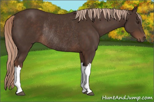 Horse Color:Liver Chestnut Rabicano