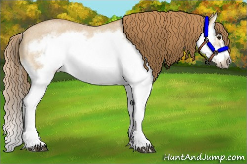 Horse Color:Red Dun Roan Splash Frame Rabicano 