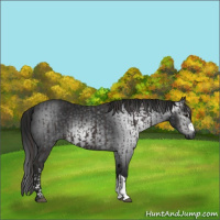Horse Color:Smoky Black  and Gray Smoky Black 