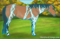 Horse Color:Thunderstruck Bay Roan 