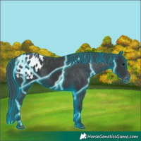 Horse Color:Thunderstruck Black Appaloosa 