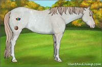 Horse Color:Watercolor Gold Champagne Rabicano 