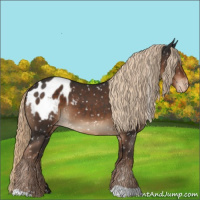 Horse Color:Liver Chestnut Appaloosa