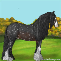 Horse Color:Brown Sabino Appaloosa