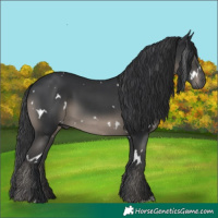 Horse Color:White Spotted Black