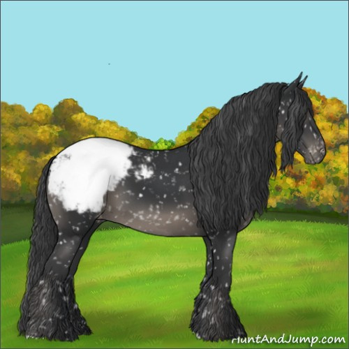 Horse Color:Black Appaloosa 