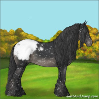 Horse Color:Black Appaloosa