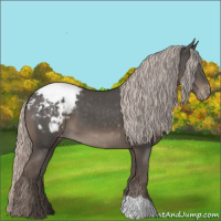 Horse Color:Silver Black Snowcap 