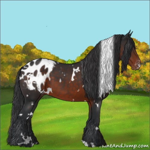 Horse Color:White Spotted Brown Blanket